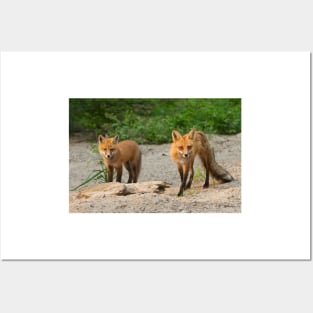 Fox Family - Algonquin Park, Canada Posters and Art